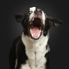 Get ready for the catch! This is one of my signature shots. I love capturing the intense focus and goofy expressions of doggos trying to catch a treat. It's a perfect way to show off their fun-loving personality in a classic studio setting.