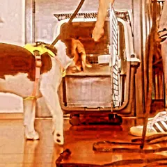 Crate training is not a punishment; it is about creating a safe space. Here, puppy Yuzu is being conditioned to stay calm in his crate for an upcoming 15-hour flight. We work on making the crate a positive place, desensitizing the dog to movement and sounds so travel becomes stress-free.
