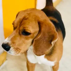 Another beautiful shot of our Beagle friend, showcasing his classic floppy ears and sweet face.