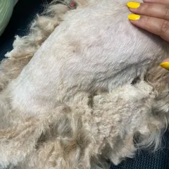 The matted fur comes off like a sheep's fleece, revealing the skin underneath which can finally breathe. It's an instant relief for the dog.