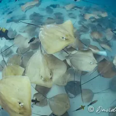 Imagine descending into a world filled with hundreds of stingrays. This is not a rare sight on our trips; it's a jaw-dropping reality at one of our special dive sites, where rays gather in massive numbers.