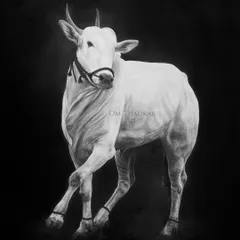 Titled "Sardar", this charcoal on linen artwork shows a 'Kajli Khilar' bull, a breed known for its hard work and grace. The piece symbolizes stability, strength, and power.