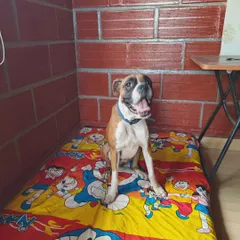 Look at that happy face. This Boxer is completely relaxed and at home in our space. My goal is to create a predictable, safe environment where dogs feel secure enough to let their true, joyful personalities shine through.