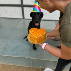 A heart-shaped cake for a heart-stealing girl. Happy birthday, Laika. We woof you so much.