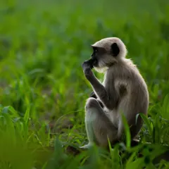 Another shot of the Hanuman Langur, featured in an article about my work. These monkeys are intelligent, social animals and are always a joy to observe.