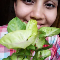 Here I am with my Syngonium, and I have a question for the community. I love how we can ask each other for advice, like whether this arrowhead plant can be trained to climb like a money plant.