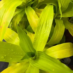 The bright, almost neon green of this Dracaena 'Song of India' is stunning. The dewdrops on its leaves highlight its fresh, vibrant texture.