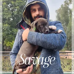 Introducing Savage, a promising American Pit Bull Terrier puppy from Delhi Hellhounds. Starting with a solid foundation from a young age is key to raising a confident, stable working dog.