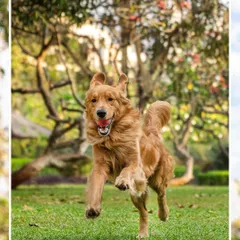 From the moment Scotch came into their lives, he filled it with happiness. This action shot of him running in the park, full of life and joy, is a testament to the happiness our pets bring us.