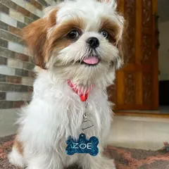 Meet Zoe, looking absolutely adorable with her custom resin pet tag. I can create a unique name tag for your furry friend in their favorite color with a little bit of sparkle.