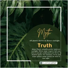 Myth: All plants need direct sunlight. Truth: Many popular houseplants like ferns and snake plants prefer indirect light and can get sunburned. We guide you on the right placement for each plant.