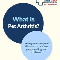 What exactly is pet arthritis? It's a condition that causes pain, swelling, and stiffness in the joints. Understanding the basics helps you recognize the need for veterinary care to manage your pet's comfort.