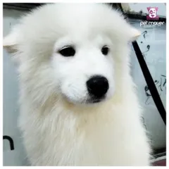 Look at that fluff! After a thorough bath, blow-dry, and brush-out in our mobile grooming van, this Samoyed’s double coat is perfectly clean, soft, and ready for cuddles.