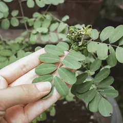 This is the Indigofera plant, the source of the beautiful blue dye. My journey with natural colors starts here, by connecting with the plants themselves.
