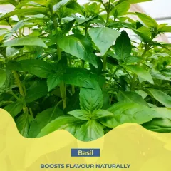 Fresh basil is one of my favorite ingredients. It boosts flavor naturally and supports immunity, adding a fragrant, healthy kick to our meals.