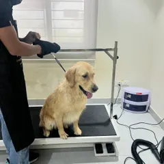 A wet Golden Retriever patiently waiting on the grooming table before the blow-dry. My setup is designed to be safe and efficient, even in your home.