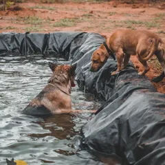 Becca the Pitbull puppy cautiously checks out the pool while Eva the GSD enjoys a swim. Our pool is a great place for dogs to cool off, get low-impact exercise, and build water confidence.