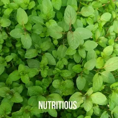 Healthy, well-fed plants are naturally more nutritious. You can be confident that the produce from your pod is packed with the vitamins and minerals your body needs.