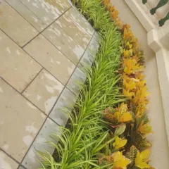 For this villa in Thane, I designed a colorful border along a paved walkway. I used a combination of bright yellow Duranta plants and variegated Spider Plants to create a striking contrast of color and texture that brightens up the path.