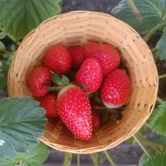 There is nothing like the taste of a strawberry picked right from the plant. I can help you grow these sweet treats, a luxury that becomes an everyday delight with your own home system.