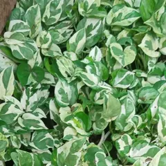 This is a classic variegated Pothos, a versatile and easy-to-care-for indoor plant. Its green and white leaves make it a beautiful tabletop or hanging plant that thrives in various light conditions.