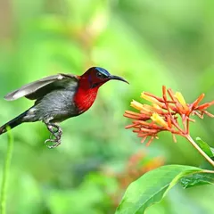 A Vigor's Sunbird hovers mid-air, a type of flight requiring immense energy and control. This maneuver is essential for the bird to reach nectar deep within flowers that cannot be accessed from a perch.