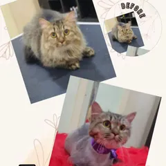 We love our feline friends too. This is a before and after of Muezza, who came in for a summer lion cut. This style is great for long-haired cats to prevent matting and keep them cool and comfortable during warmer months.