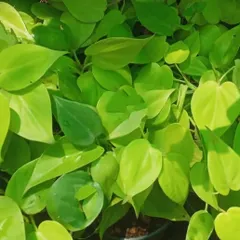 The Neon Pothos is a perfect desk plant. Its bright color stands out, and our maintenance service ensures it stays healthy and vibrant with no effort from you.