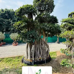 A magnificent Ficus bonsai with exposed aerial roots, showcasing the unique and artistic specimen plants we cultivate and supply.
