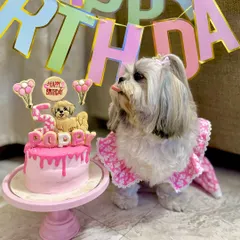 A side-eye for the cake. Poppy the Shih Tzu is keeping a close watch on her pretty pink birthday cake before making her move.