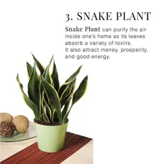 The Snake Plant is another excellent green gift, known for its air-purifying qualities and its symbolism of prosperity and good energy.