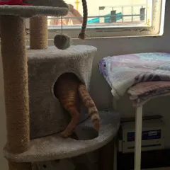 And... he's gone! Ziggy diving into the cat tree tunnel. This is what a happy, playful cat looks like in a stimulating environment.