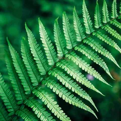 The Sword Fern is a fantastic choice for both indoor and outdoor gardens, especially in humid climates. Its classic, elegant fronds add a lush, woodland feel to any space, and it's one of the easiest ferns to care for.