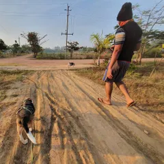 A proper walk involves giving your dog space. Using a long, loose leash on a quiet trail allows this beagle to move at his own pace and explore what interests him, without feeling pressure from the handler. This builds a relationship based on trust and cooperation.