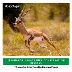 A majestic blackbuck at the Jayamangali Blackbuck Reserve, located 20 minutes from Madhuvana Farms.