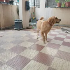 A Golden Retriever standing in its home space after a grooming session, looking clean and refreshed.