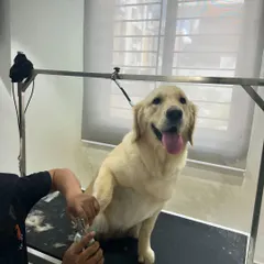 Close-up of a precise nail clipping session. Regular nail trims are essential for your dog's posture and comfort, and I handle it with expert care.