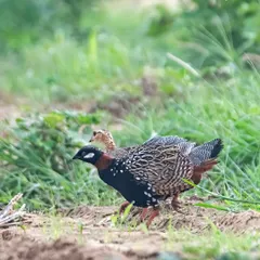 A beautiful pair of Black Francolins engaged in a courtship ritual during the monsoon season. The male displays his striking plumage for the female.