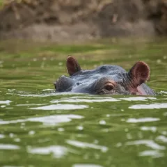 My face when I'm on a diet and watching everyone else eat Diwali ladoos. This hippo in Uganda perfectly captured the feeling of food envy.