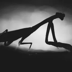 A silhouette of a praying mantis, its iconic shape highlighted against a light source, creating a dramatic and artistic image.