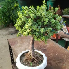 A beautiful Jade plant styled as a bonsai tree in a white ceramic pot. Jade plants are considered to bring good luck and are very easy to care for.