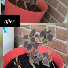 This Coleus plant was struggling in a pot with compacted, old soil. The 'before' shows a plant with very little life. After I repotted it with my custom aerated soil mix and compost, it bounced back with the beautiful, rich purple foliage you see in the 'after' photo.