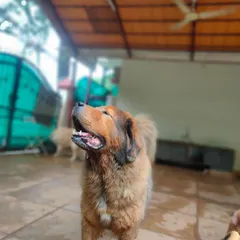 A majestic Tibetan Mastiff enjoying the fresh air in our covered patio area. We ensure all our guests, big and small, have a comfortable and stimulating environment during their staycation with us.