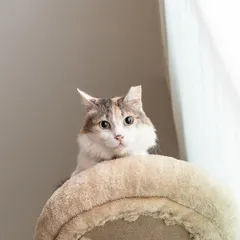The quintessential look of feline judgment. This cat seems to be thinking, "What is this peasant with a camera doing on my floor?"