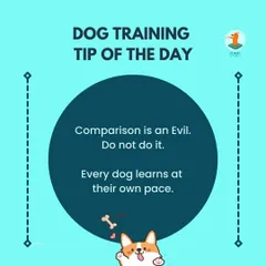 Comparison is the enemy of progress. Every dog is an individual and learns at their own pace. Avoid setting rigid timelines and focus on consistent, patient practice. The results will come.