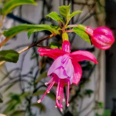 This delicate Fuchsia flower reminds me that nothing is permanent but change. Watching it grow from a tiny bud to this intricate bloom is a lesson in itself.