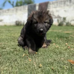 The future of our German Shepherd program starts here. This is a pup from our Wolf Pack litter, a product of champion parents Karma and Renzo. We breed for this structure, confidence, and potential from day one.