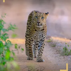 A leopard with striking blue eyes walks with purpose along a dirt track in the early morning light. Our guides are experts at tracking these elusive cats on our wildlife tours in parks like Jhalana and Corbett.