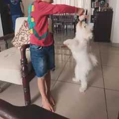 A huge part of my program is ensuring puppies can live happily with the whole family. Here's Ginger playing gently with his human sibling, a milestone that shows how far he has come.