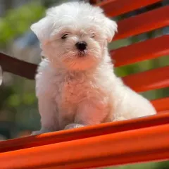 This adorable white puppy is a Maltese, known for its gentle and playful nature. It is sitting on a bench, looking calm and content.